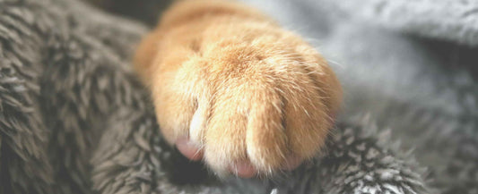 In-home pet euthanasia for a cat, depicting a cat's paw resting on a soft blanket, symbolizing a peaceful end-of-life experience in 2024.